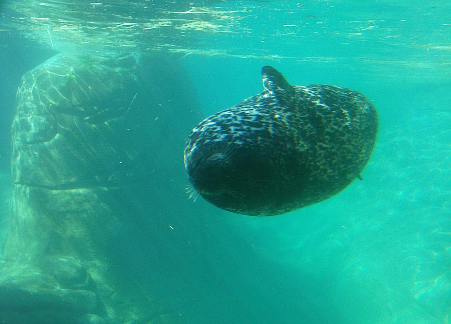 Robbe im Newport Aquarium