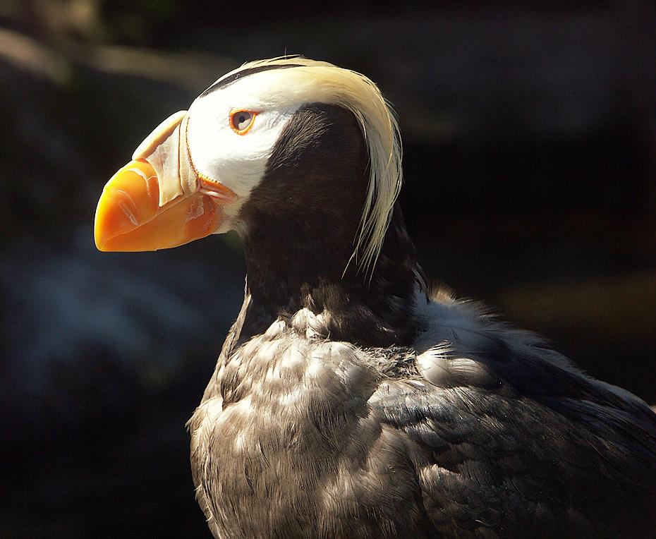 Tufted Puffin (Papageientaucher) im Newport Aquarium