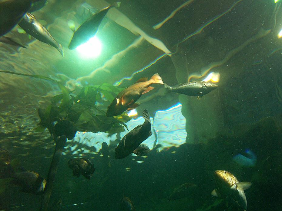 Blick ins große Aquarium aus einem Tunnel im Newport Aquarium