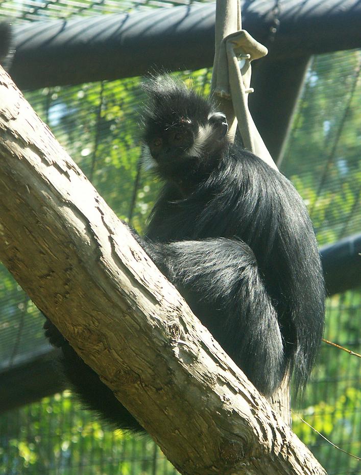 Affe im Zoo von Portland, OR