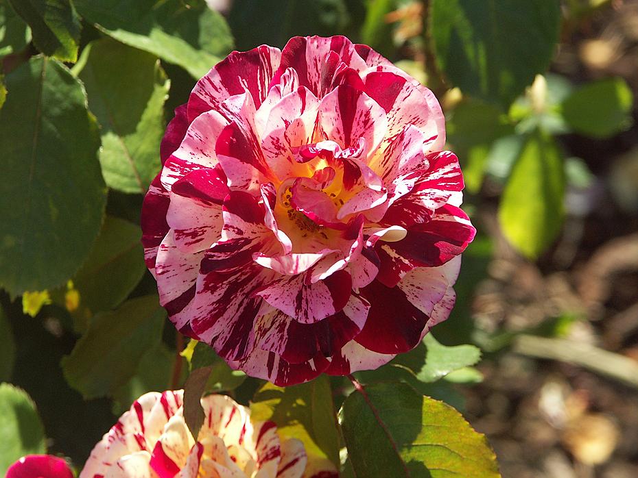 Rose im International Rose Test Garden, Portland, OR