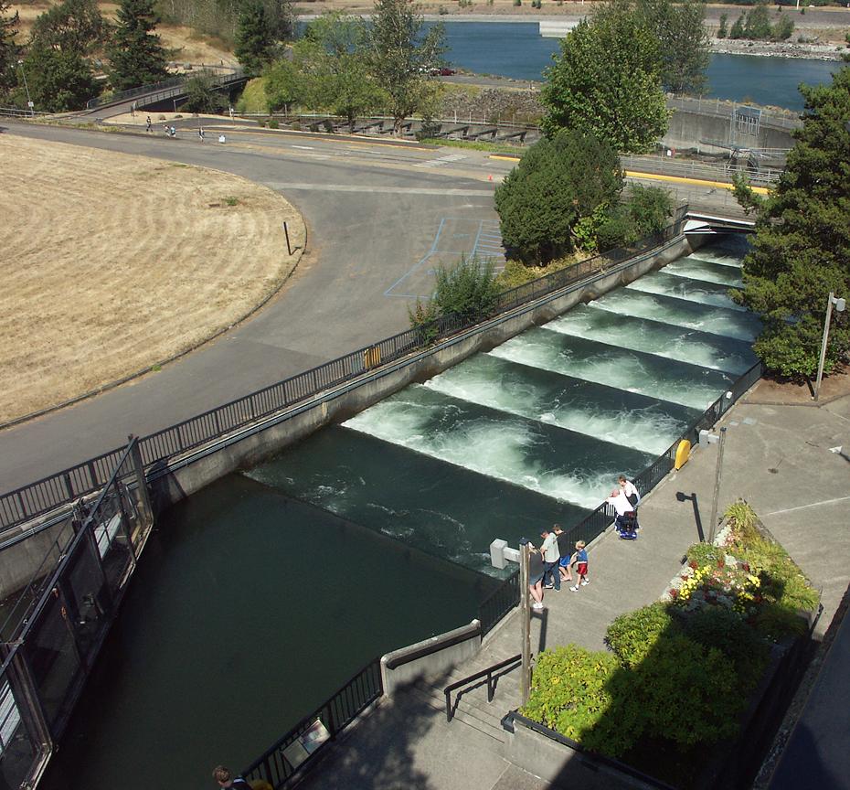 Fischleiter beim Bonneville Dam, OR