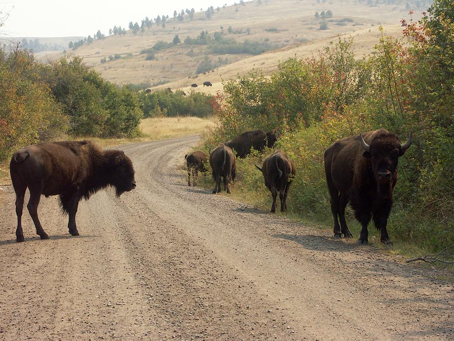 Bisonsperre im National Bison Range, Moiese, MT