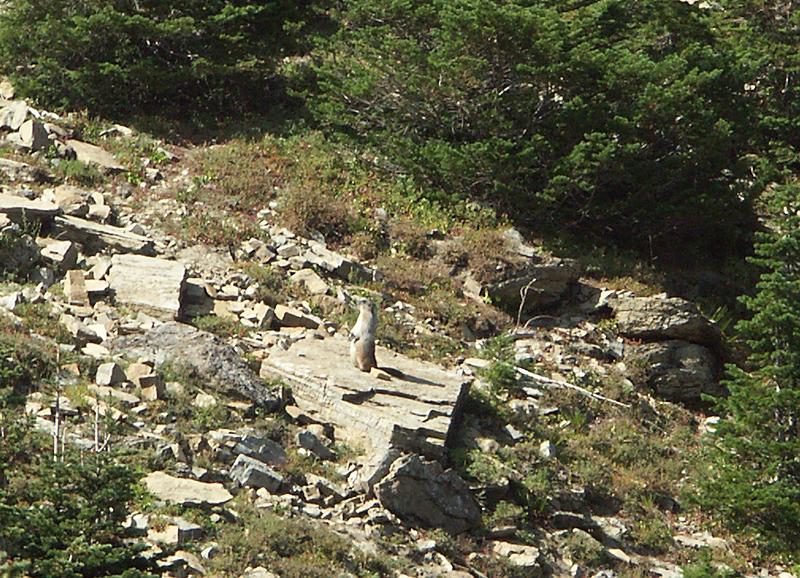 Murmeltier, Glacier NP, MT
