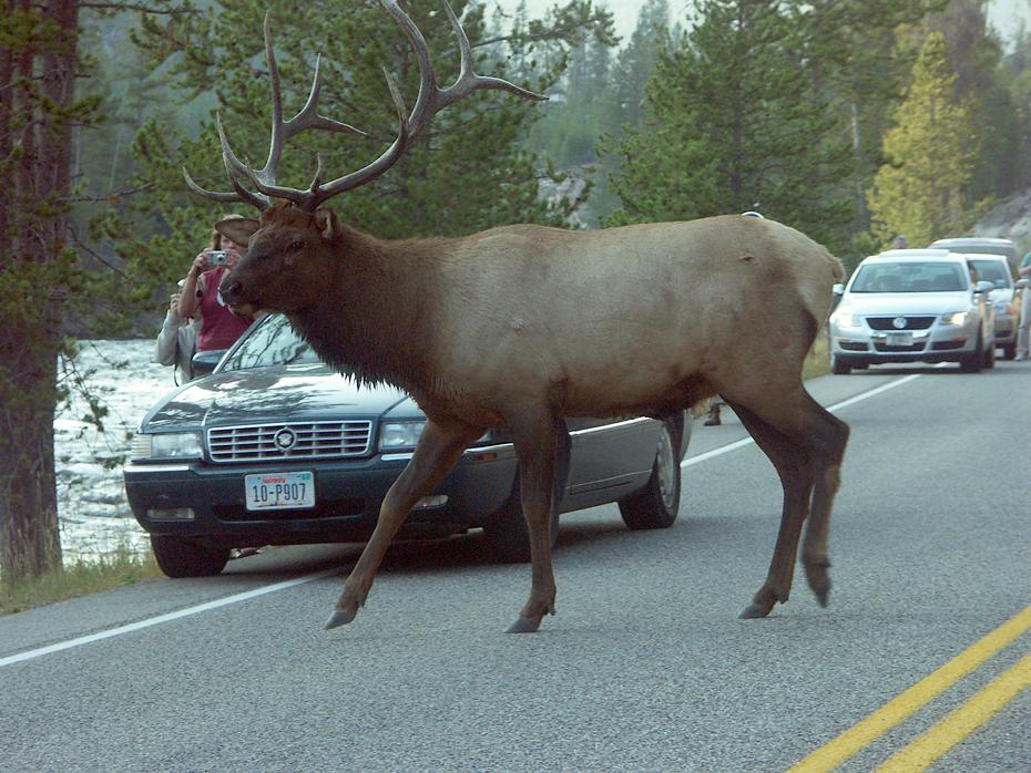 Elchstau (Wapiti Hirsch), Yellowstone NP, WY