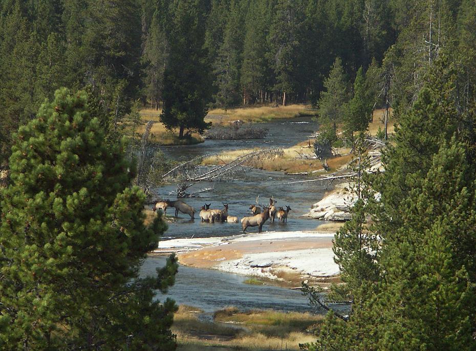 Hirschherde, Yellowstone NP, WY