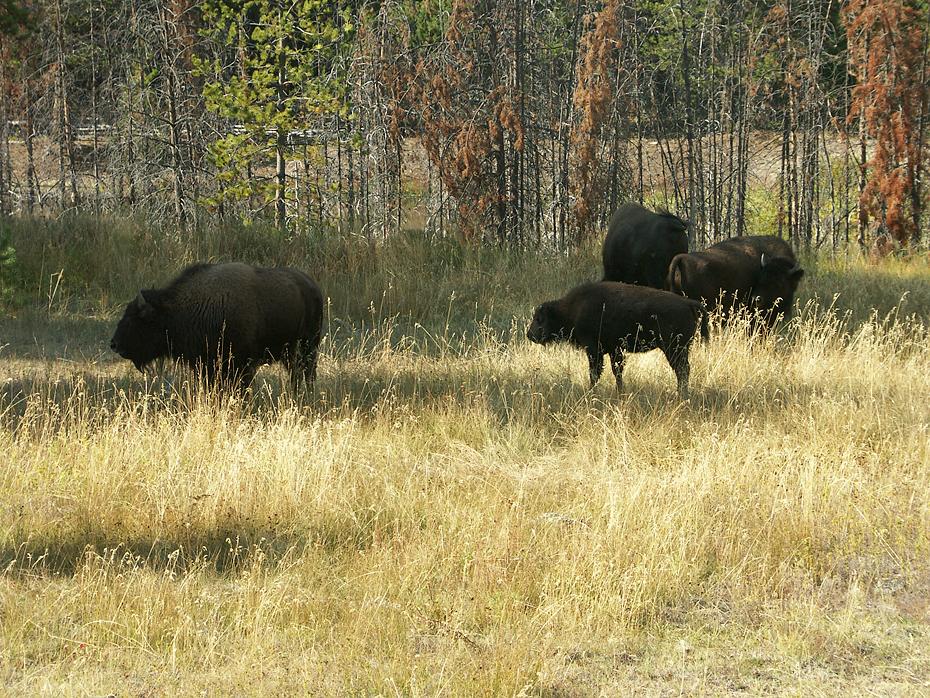 Bisonherde, Yellowstone NP, WY