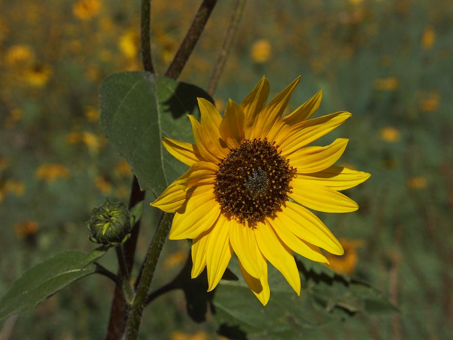 Sonnenblume an der 285, NM