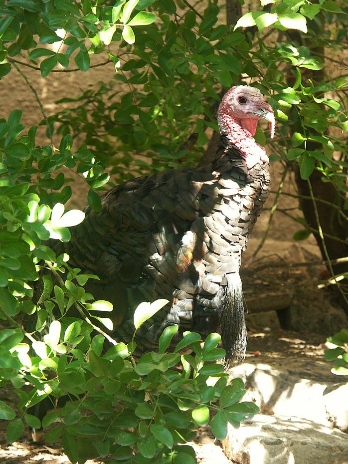 Puter im Living Desert Zoo and Gardens State Park, Carlsbad, NM