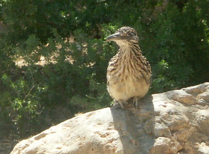 Roadrunner im Desert Botanical Garden, Tucson, AZ