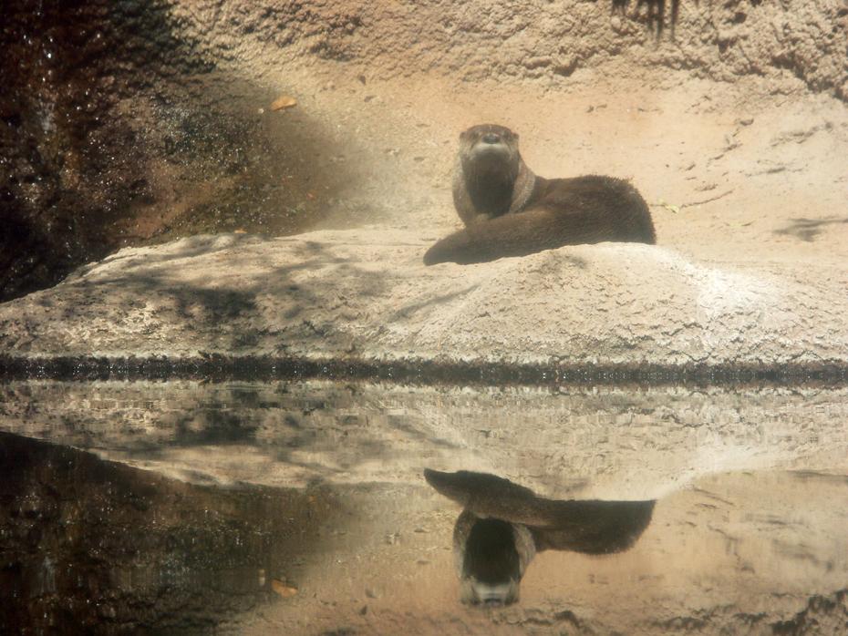 Otter im Desert Botanical Garden, Tucson, AZ