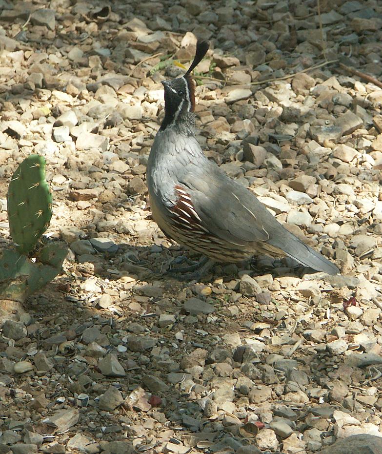 Gambel's Quail (Wachtel) im Desert Botanical Garden, Tucson, AZ