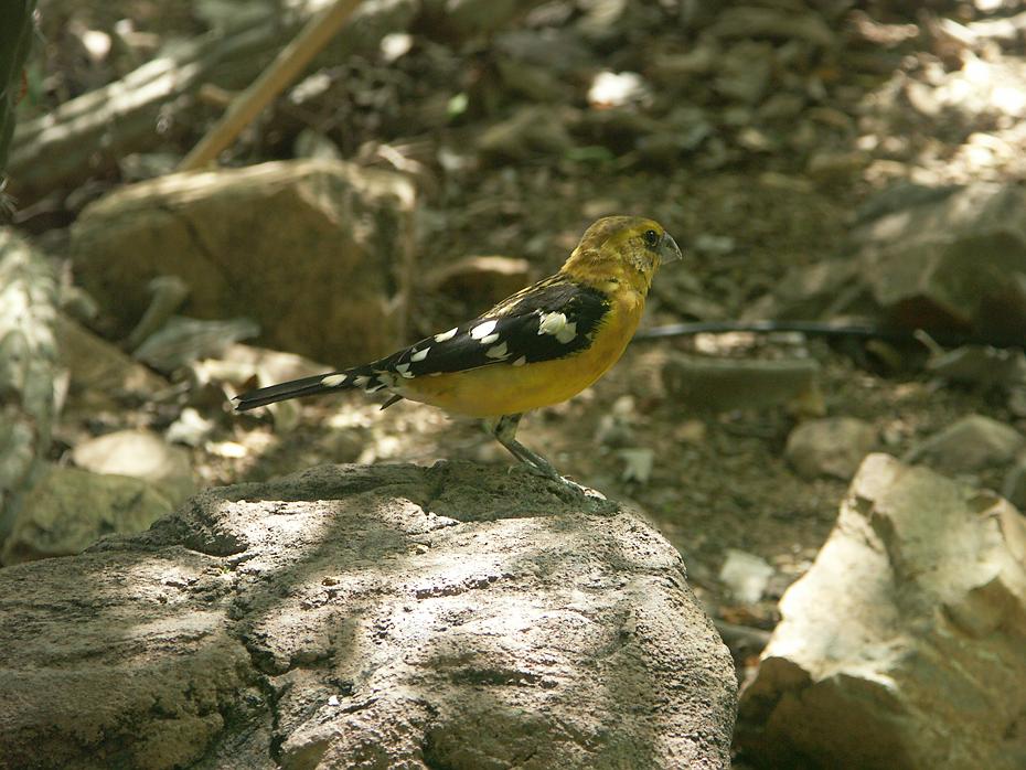 Vogel im Desert Botanical Garden, Tucson, AZ
