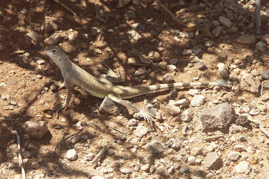 Gecko im Desert Botanical Garden, Phoenix, AZ