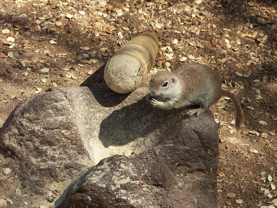 Erdhörnchen im Desert Botanical Garden, Phoenix, AZ