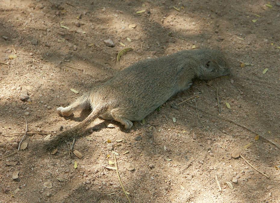 Erdhörnchen im Desert Botanical Garden, Phoenix, AZ