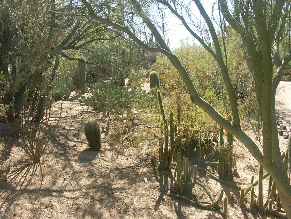 Desert Botanical Garden, Phoenix, AZ