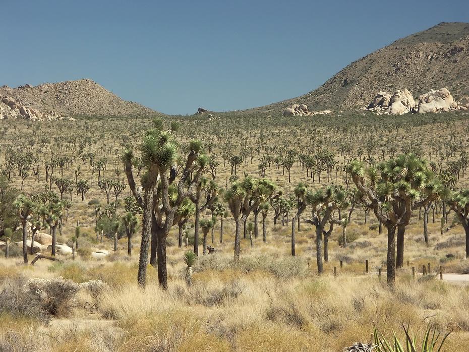Joshua Tree NP, CA