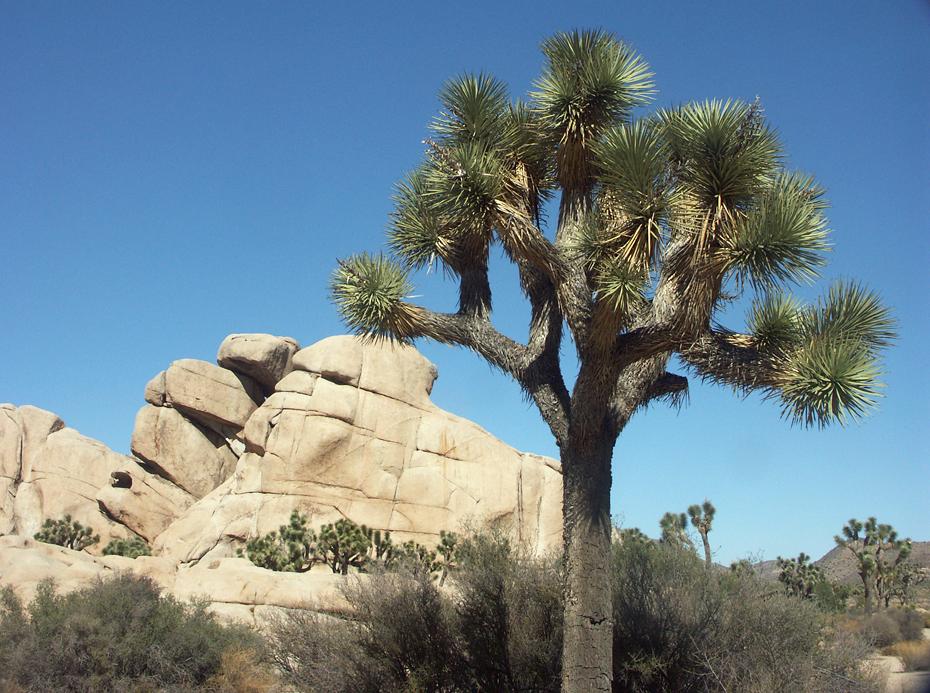 Joshua Tree NP, CA