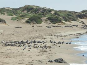 Pelikane und Seelöwen an der kalifornischen Küste