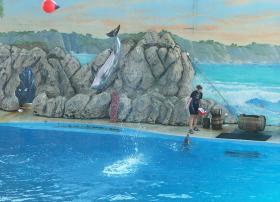 Ballspielender Delphin im Six Flags Marine World