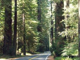 Avenue of the Giants, CA