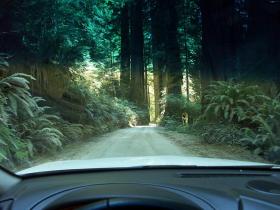 Autowandern im Redwood NP (aus Fahrersicht)