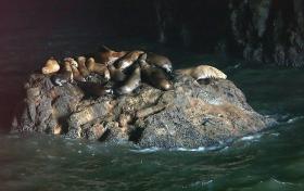 Sea Lion Caves, OR