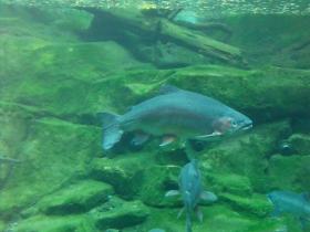 Fisch in einem nachgebauten Fluß im Zoo von Portland, OR