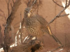 Vogel im Living Desert Zoo and Gardens State Park, Carlsbad, NM