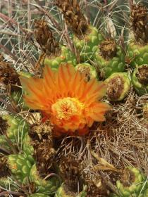 Blühender Kaktus im Desert Botanical Garden, Tucson, AZ