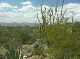 Desert Botanical Garden, Tucson, AZ