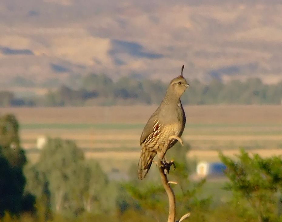 Kaliforniens Staatsvogel, die Valley Quail (Wachtel)