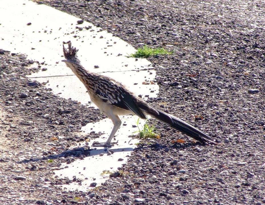 Road Runner (Rennkuckkuck) im Biopark, Albuquerque, NM