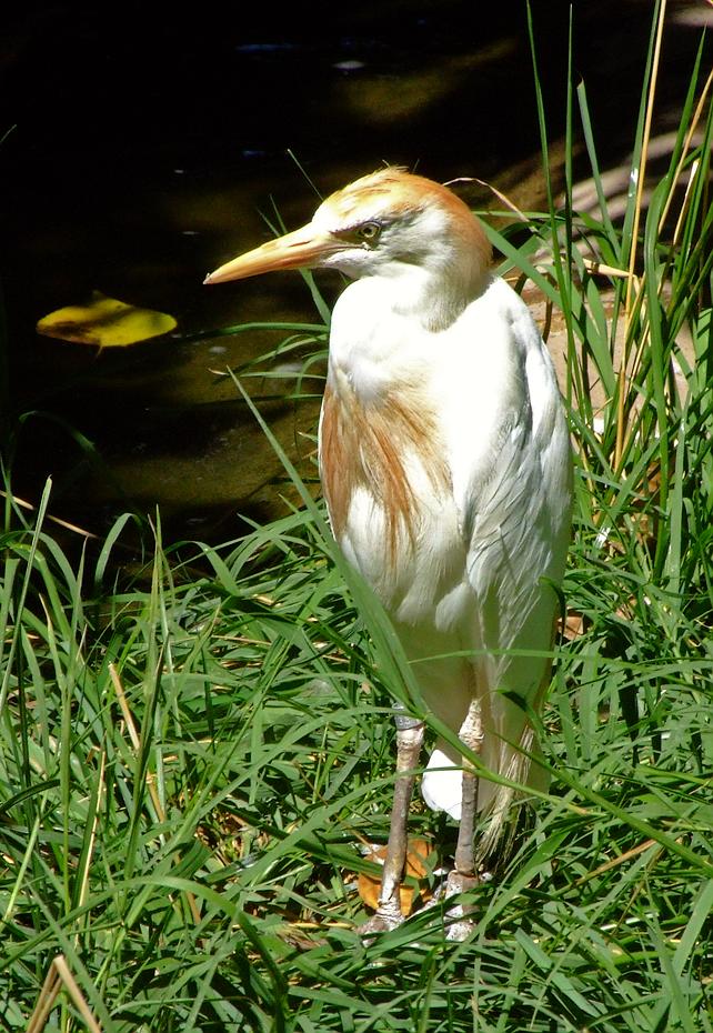 Reiher im Biopark, Albuquerque, NM