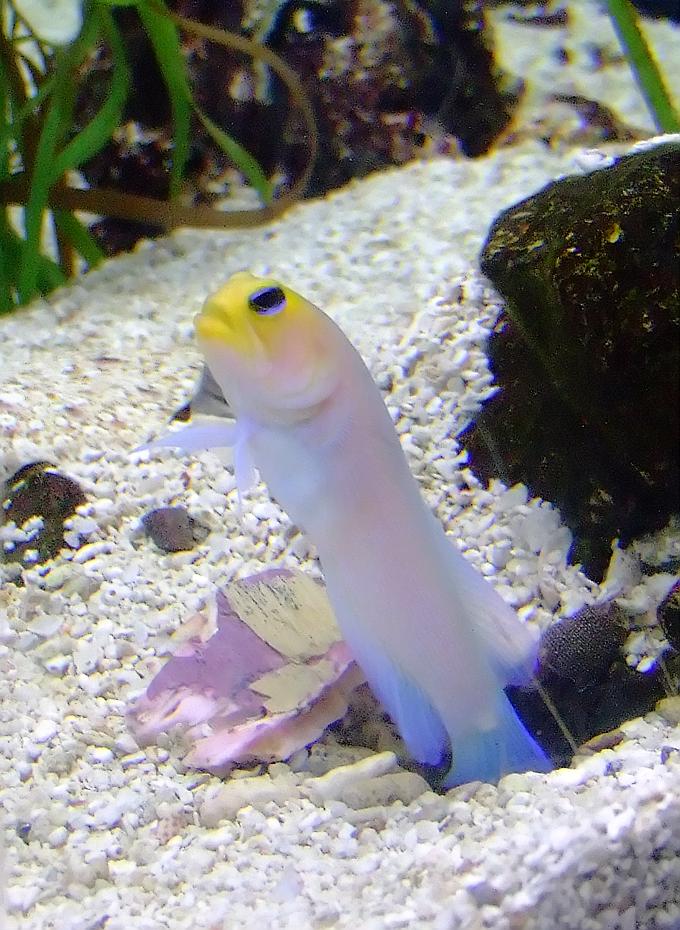 Fisch im Aquarium des Bioparks, Albuquerque, NM