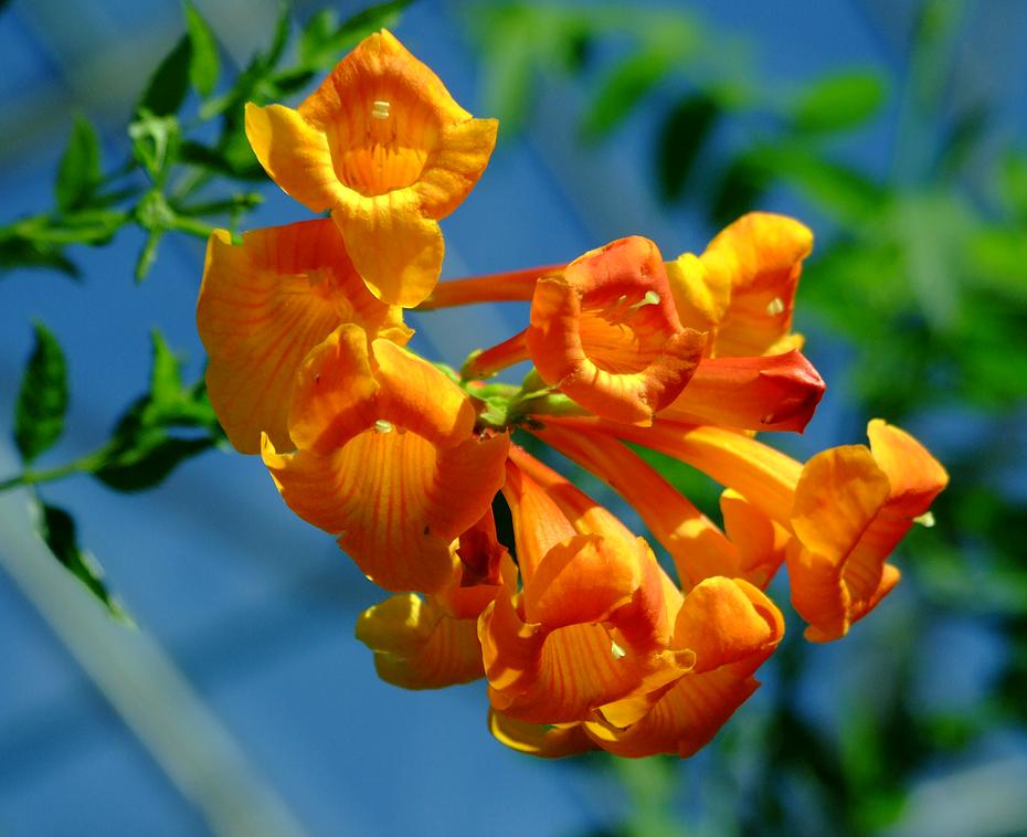 Blumen im Glashaus des Bioparks, Albuquerque, NM