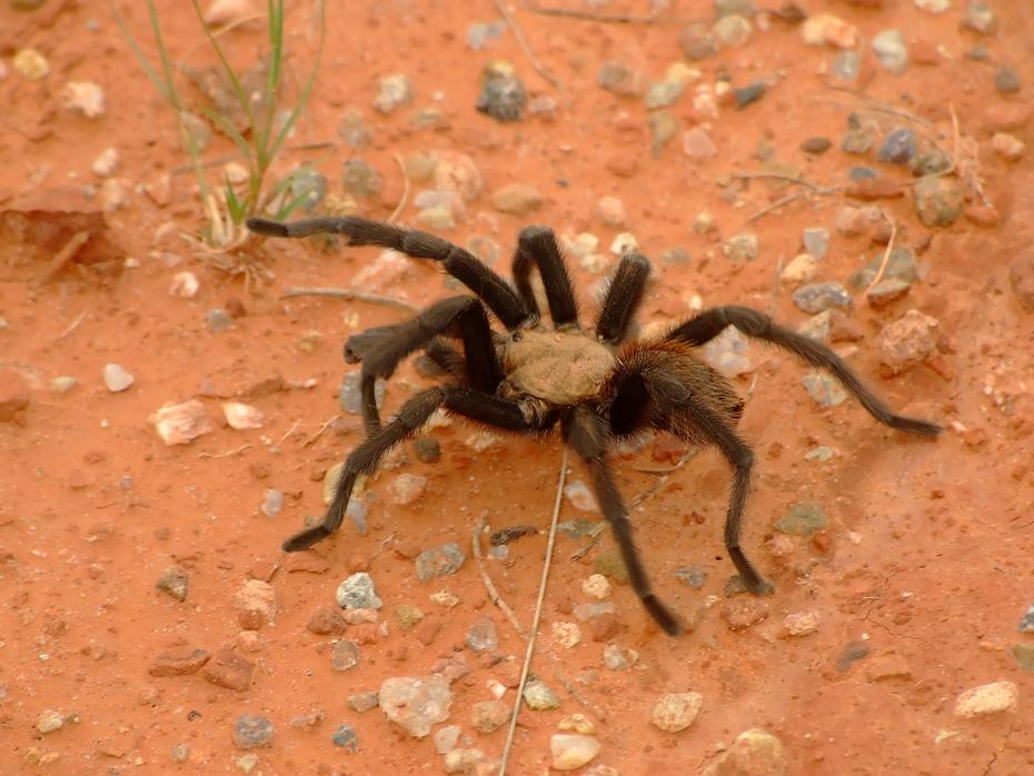 Tarantel im Palo Duro Canyon SP, TX