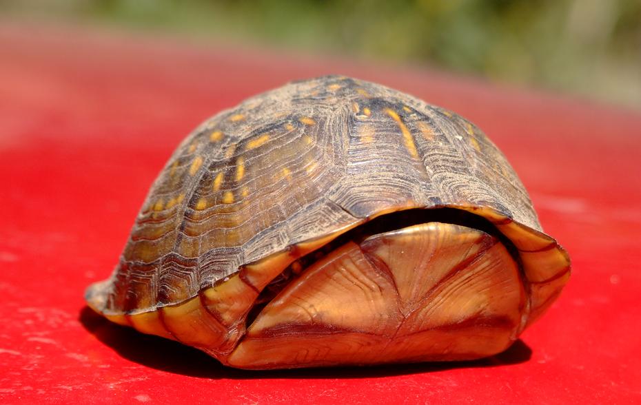 Box Turtle, Jean Petit SP, AK