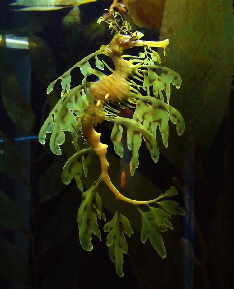 Fetzenfisch im Tenessee Aquarium, Chattanooga, TN