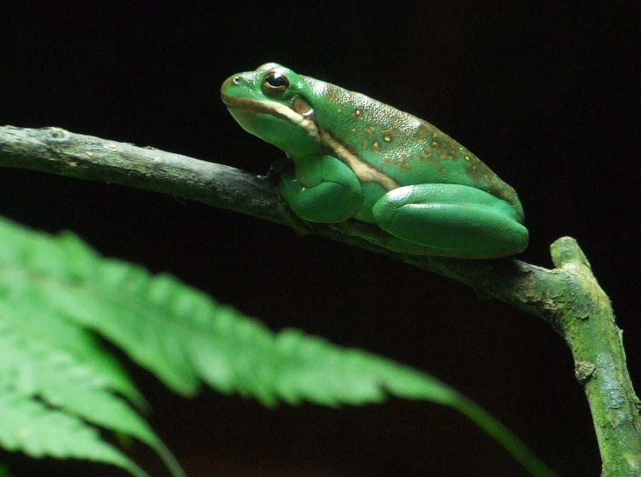 Frosch im Tenessee Aquarium, Chattanooga, TN