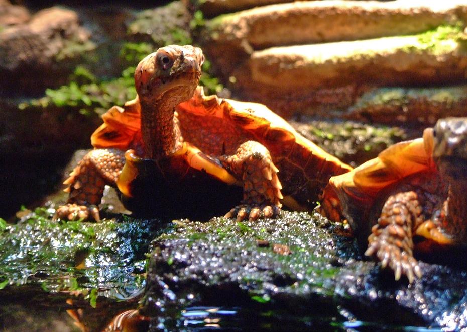 Chinesische Schildkröte im Tenessee Aquarium, Chattanooga, TN