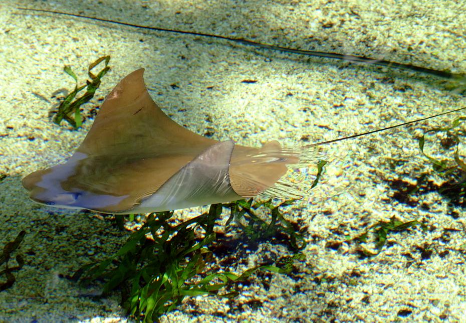 Rochen im Tenessee Aquarium, Chattanooga, TN