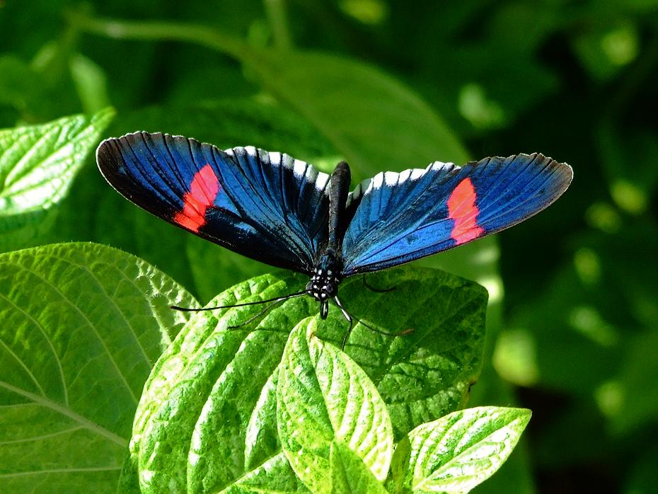 Schmetterling im Tenessee Aquarium, Chattanooga, TN