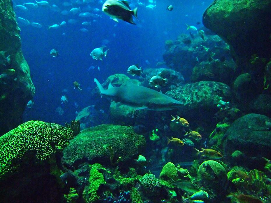 Blick in ein riesiges Becken im Tenessee Aquarium, Chattanooga, TN