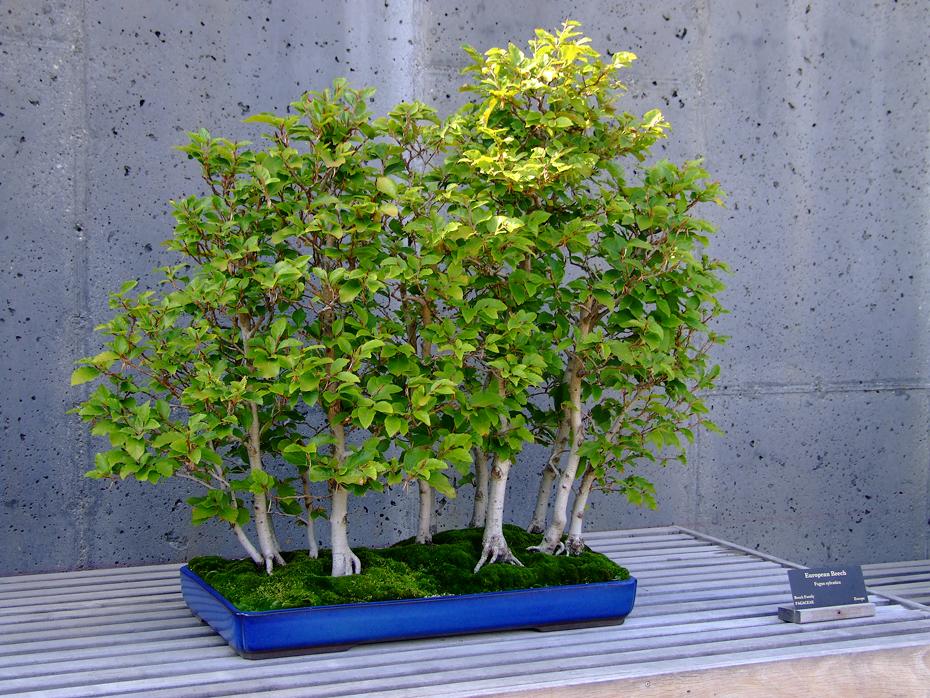 Bonsai im North Carolina Arboretum, NC