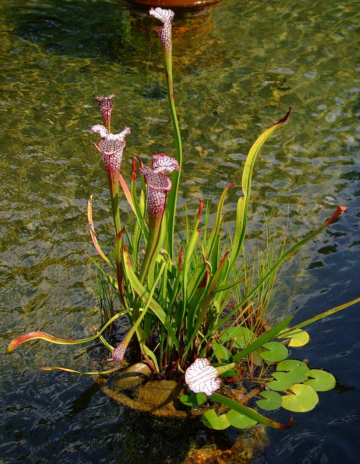 Fleischfressende Pflanzen im North Carolina Arboretum, NC