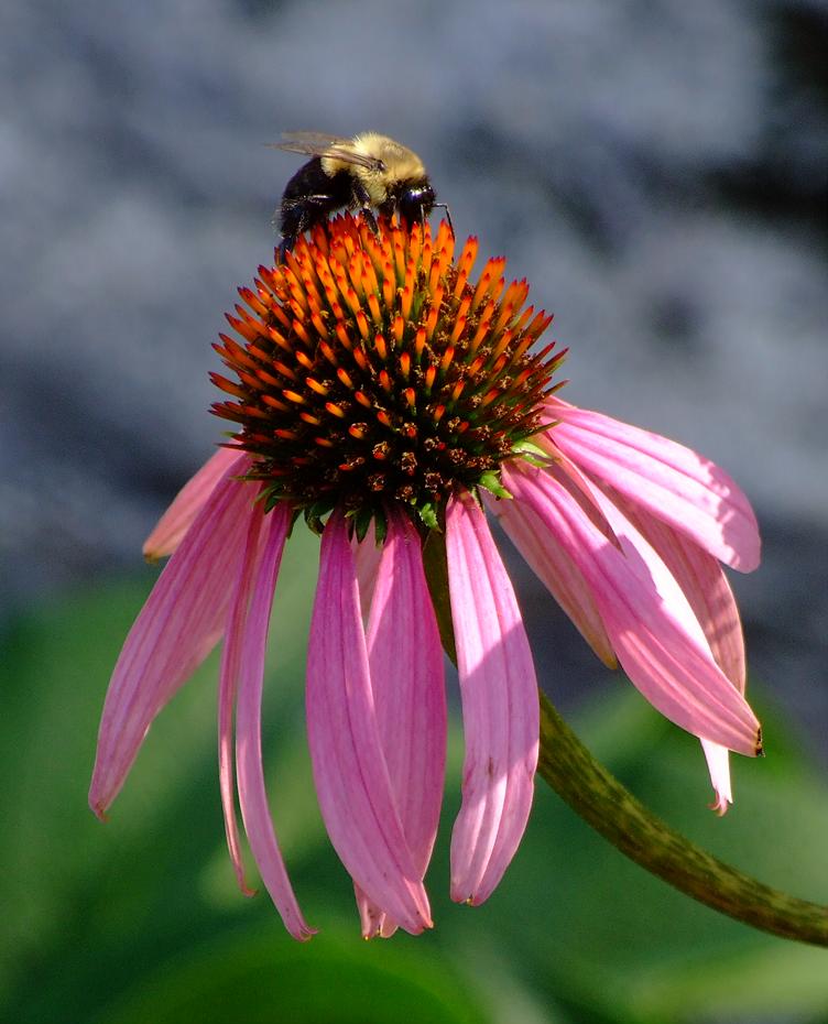 Blume im North Carolina Arboretum, NC