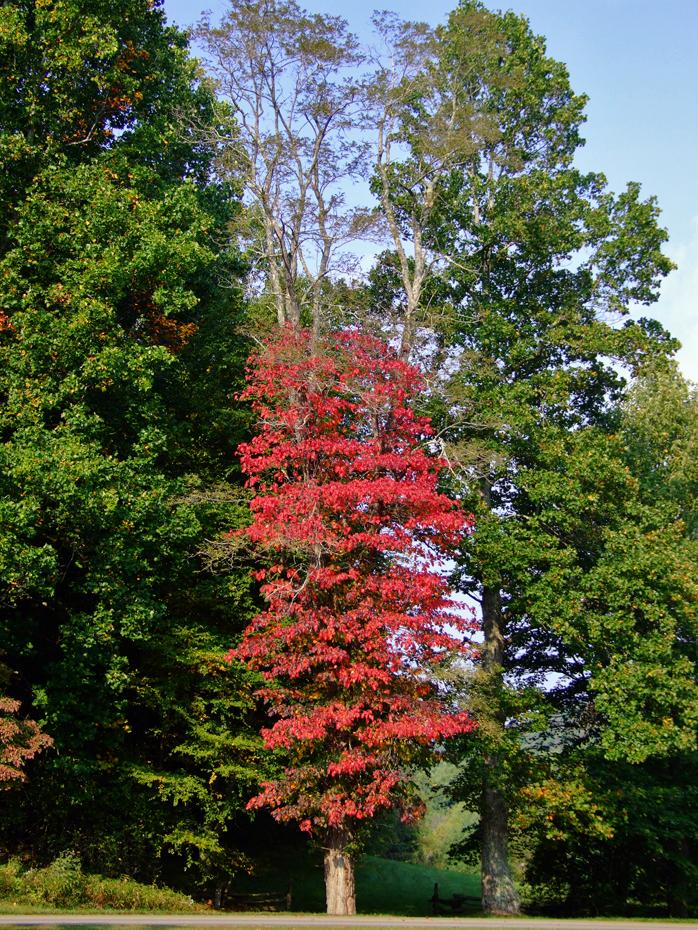Roter Baum am Blue Ridge Pkwy, NC