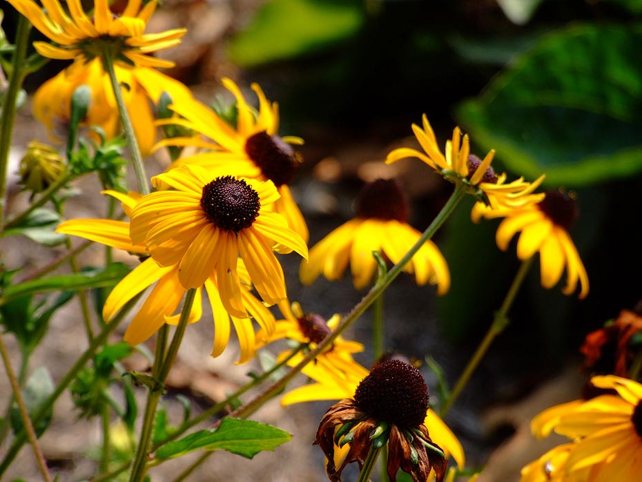 Blumen entlang des Blue Ridge Pkwy, NC